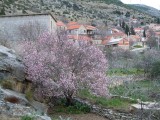 03. Bajama u cvatu